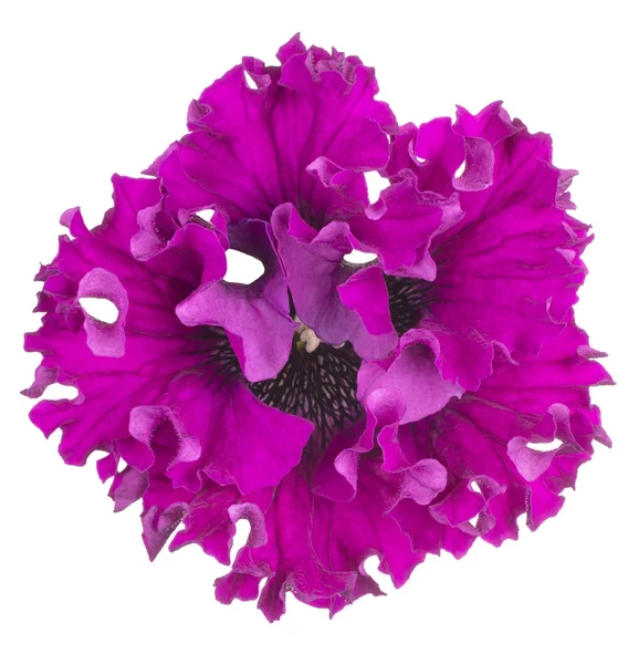 Flor de Petunia aislada —  Fotos de Stock