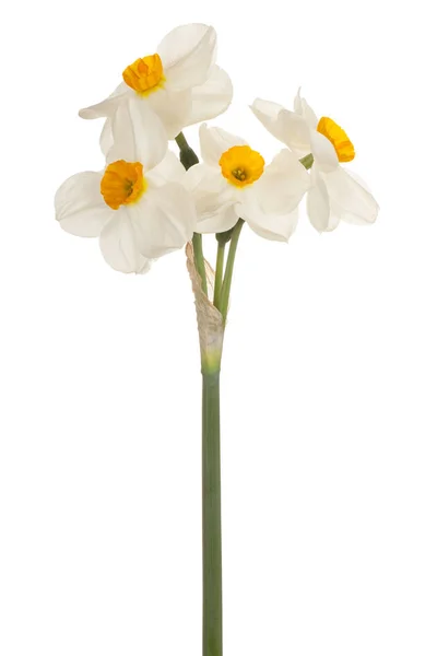 Daffodil flower isolated — Stock Photo, Image