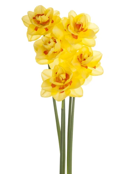 Daffodil blomst isoleret - Stock-foto
