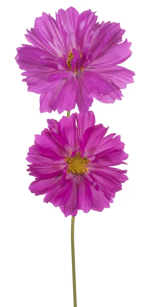 Cosmos Fiore isolato — Foto Stock