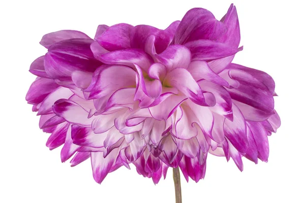 Dahlia bloem geïsoleerd — Stockfoto