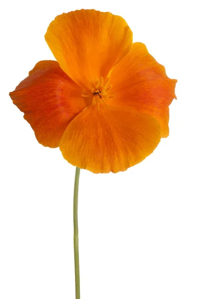 Eschschoizia flower isolated — Stock Photo, Image