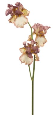 izole iris çiçeği