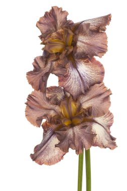 izole iris çiçeği