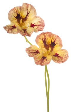 izole nasturtium çiçek