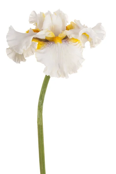 Flor de iris de color pastel fotos de stock, imágenes de Flor de iris de  color pastel sin royalties | Depositphotos