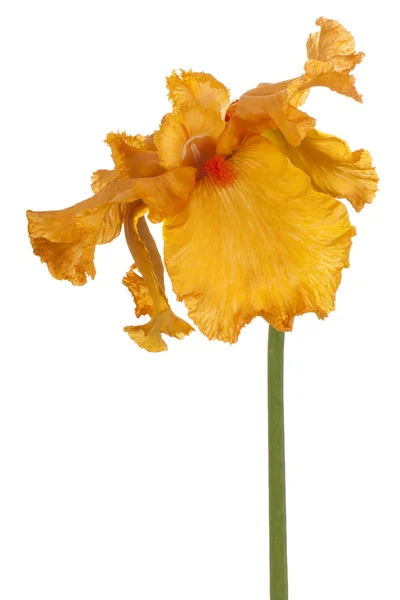 Iris flower isolated — Stock Photo, Image