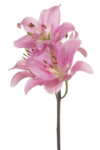 Odizolowany kwiat lilii — Zdjęcie stockowe