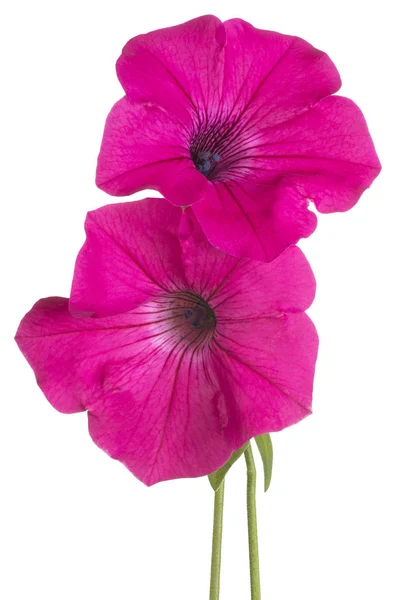 Flor de petúnia isolada — Fotografia de Stock