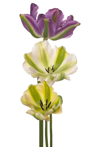 Flores de tulipán aisladas — Foto de Stock