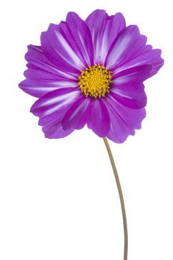 İzole cosmos çiçek