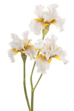 izole iris çiçeği