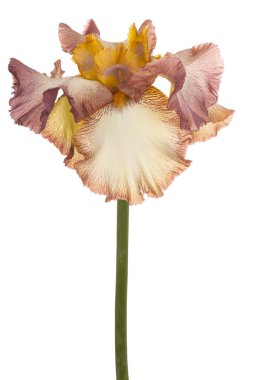 izole iris çiçeği