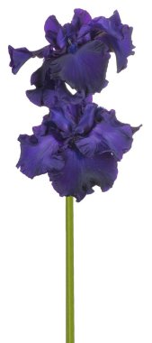 izole iris çiçeği