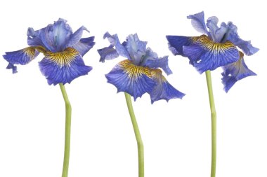 izole iris çiçeği