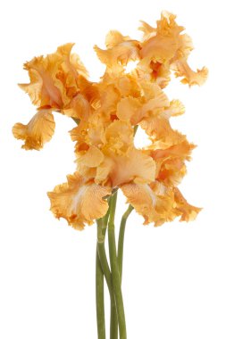 izole iris çiçeği