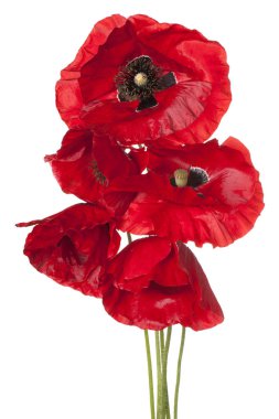 haşhaş çiçeği izole