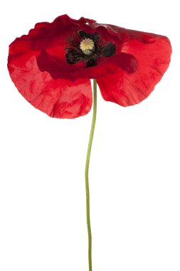 haşhaş çiçeği izole