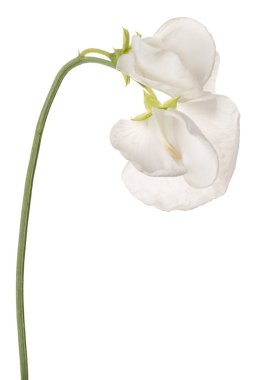 tatlı bezelyem çiçek izole