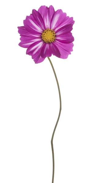 Cosmos flower isolated — Stock Photo, Image