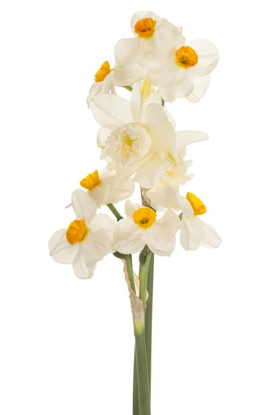 Narcissen bloem geïsoleerd — Stockfoto