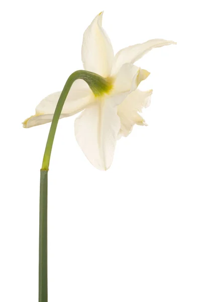 Flor de narciso isolada — Fotografia de Stock