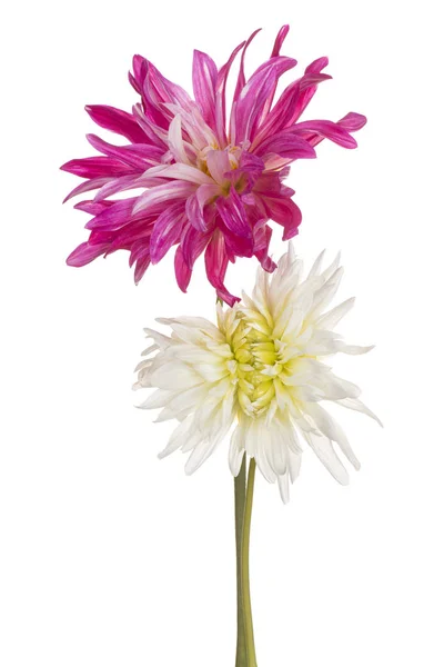 Dahlia flower isolated — Stock Photo, Image