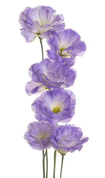 Flor de eustoma aislada — Foto de Stock