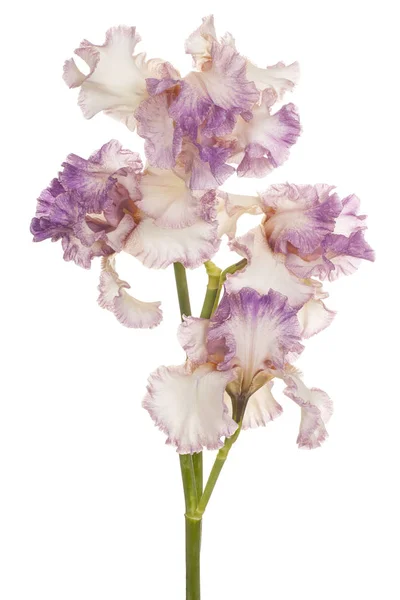 Iris bloem geïsoleerd — Stockfoto