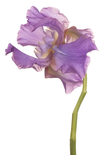 Iris Flor aislada — Foto de Stock