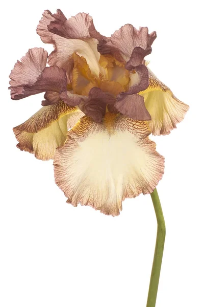 Flor de íris isolada — Fotografia de Stock