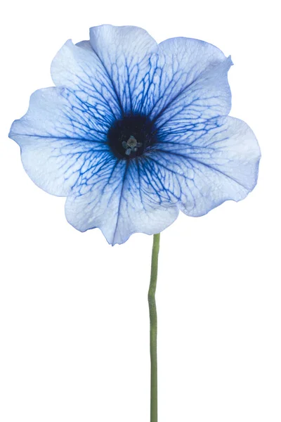 Petunia bloem geïsoleerd — Stockfoto