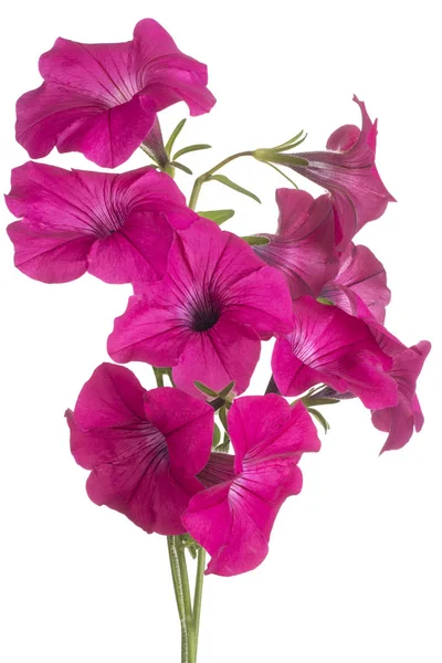 Petunia flower isolated — Stock Photo, Image