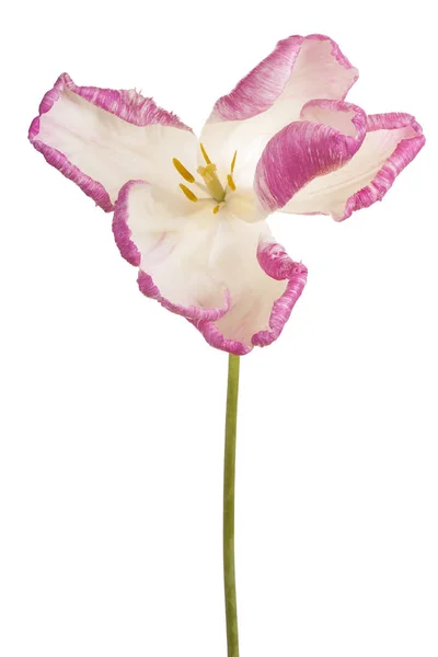 Tulip flower isolerade — Stockfoto