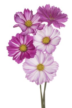 İzole cosmos çiçek