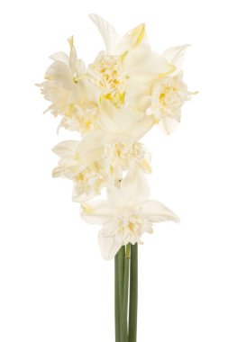 izole nergis çiçek