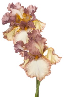 izole iris çiçeği