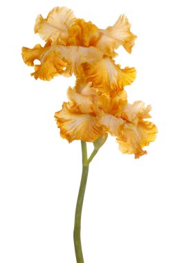 izole iris çiçeği