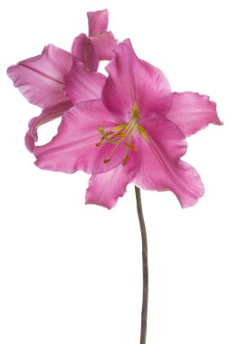 Zambak çiçeği soyutlanmış