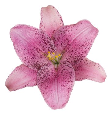 Zambak çiçeği soyutlanmış