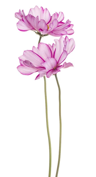 코스모스 꽃 절연 — 스톡 사진