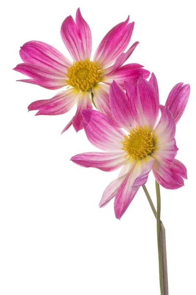Dahlia květiny, samostatný — Stock fotografie
