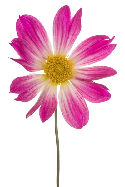 Izole dahlia çiçeği — Stok fotoğraf