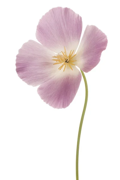 Eschschoizia fleur isolée — Photo