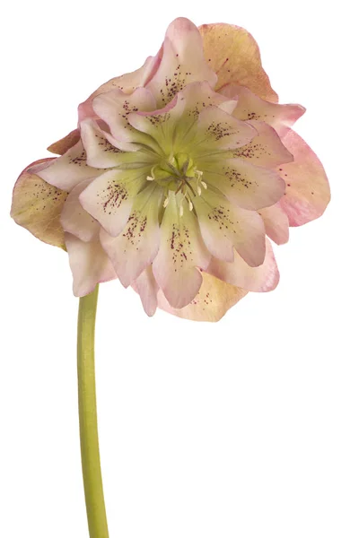 Izole Karaca ot çiçek — Stok fotoğraf