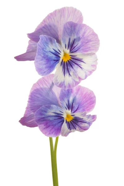 Pansy flower isolated — Stock Photo, Image