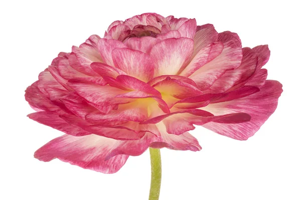 Ranunculus flower isolated — Stock Photo, Image