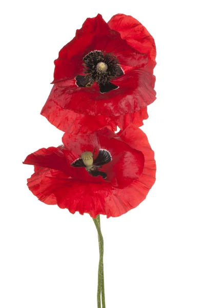 Poppy bloem geïsoleerd — Stockfoto