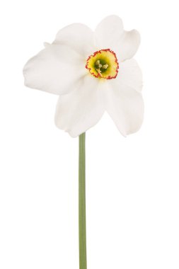 izole nergis çiçek