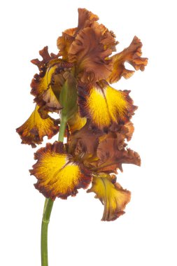 izole iris çiçeği